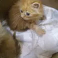 الصورة الأولى