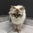 الصورة الأولى