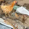 الصورة الأولى