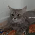الصورة الأولى