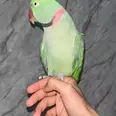 الصورة الأولى