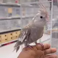 الصورة الأولى