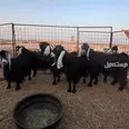 الصورة الأولى