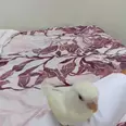 الصورة الأولى