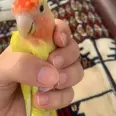 الصورة الأولى