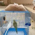 الصورة الأولى