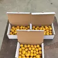 الصورة الأولى