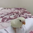 الصورة الأولى