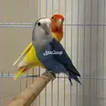 الصورة الأولى