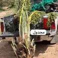 الصورة الأولى
