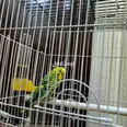 First Image