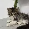 الصورة الأولى