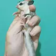 الصورة الأولى
