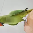 الصورة الأولى