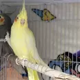 الصورة الأولى