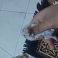 الصورة الأولى