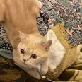 الصورة الأولى