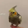 الصورة الأولى
