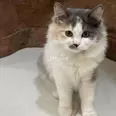 الصورة الأولى
