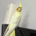 الصورة الأولى