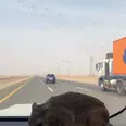 الصورة الأولى