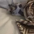 الصورة الأولى