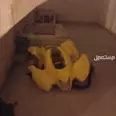 الصورة الأولى