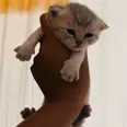 الصورة الأولى