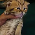 الصورة الأولى