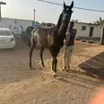 الصورة الأولى