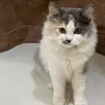 الصورة الأولى