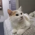 الصورة الأولى
