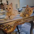 الصورة الأولى