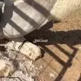 الصورة الأولى