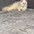 الصورة الأولى