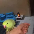الصورة الأولى