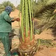 الصورة الأولى