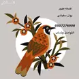الصورة الأولى
