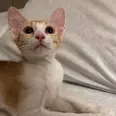 الصورة الأولى