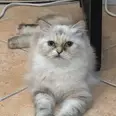 الصورة الأولى