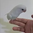 الصورة الأولى
