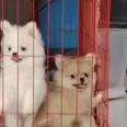 First Image