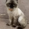 الصورة الأولى