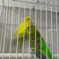 الصورة الأولى