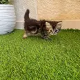 الصورة الأولى