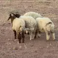 الصورة الأولى