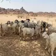 الصورة الأولى