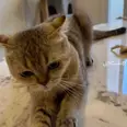 الصورة الأولى