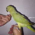 الصورة الأولى