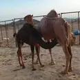 الصورة الأولى